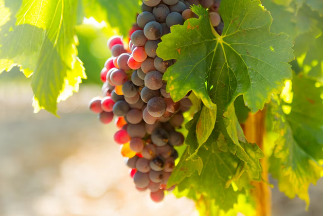 Raškome vynuogių derlių: pasigaminkite namuose razinų ir atkreipkite dėmesį į dietistės patarimus