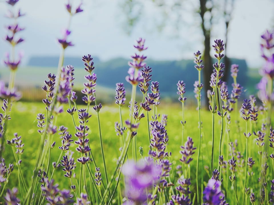 Aromaterapijos magija: moterų paslaptis, kurią privalai žinoti!