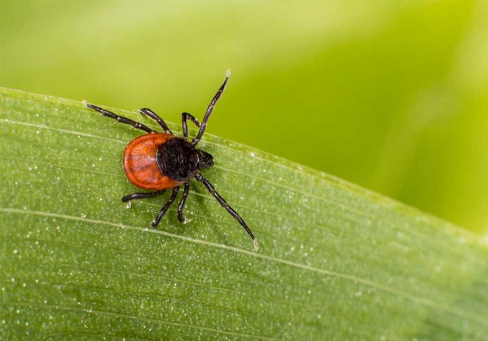 Laimo liga – klastinga: nediagnozavus laiku, pasekmių gali likti visam gyvenimui